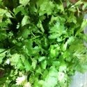 Coriander dhaniya malli leave 200g