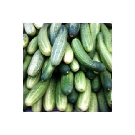 Cucumber Approx 1kg