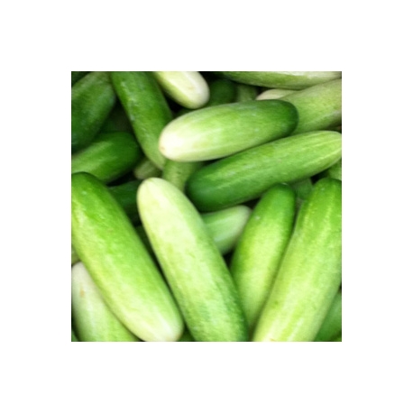 Thai Cucumber 1Kg
