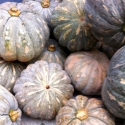 Kaddu Yellow Pumpkin 1 Pcs Kaddu Yellow Pumpkin 1 Pcs