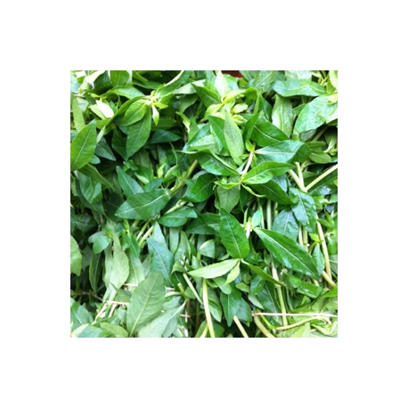 Local Green Spinach 500g