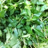 Local Green Spinach 500g