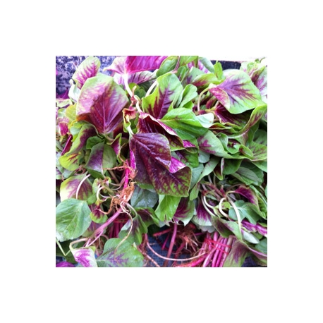 purple green spinach 500g