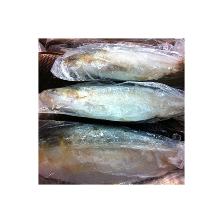 Frozen Katla Fish Approx 2kg Whole