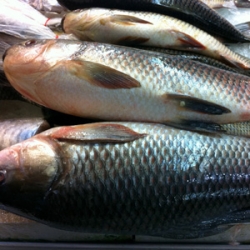 Frozen Rohu Fish Approx 2kg Whole