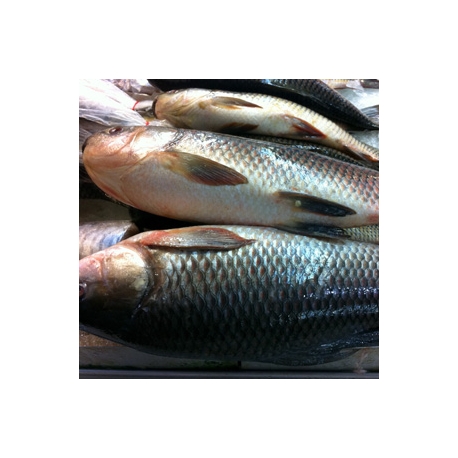 Frozen Rohu Fish Approx 2kg Whole