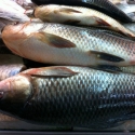 Frozen Rohu Fish Approx 2kg Whole Frozen Rohu Fish Approx 2kg Whole