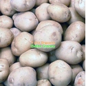 Potato (China) 5Kg Box