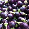 Purple Round Brinjal 500g