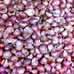 Shallots Small Onions 500g