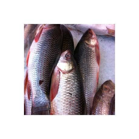 Frozen Hilsa Fish 1KG