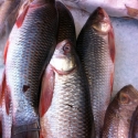 Frozen Hilsa Fish 1KG Frozen Hilsa Fish 1KG
