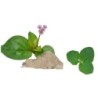 Ayurnutri Poduthalai Churnam (Frogfruit Powder) 100g