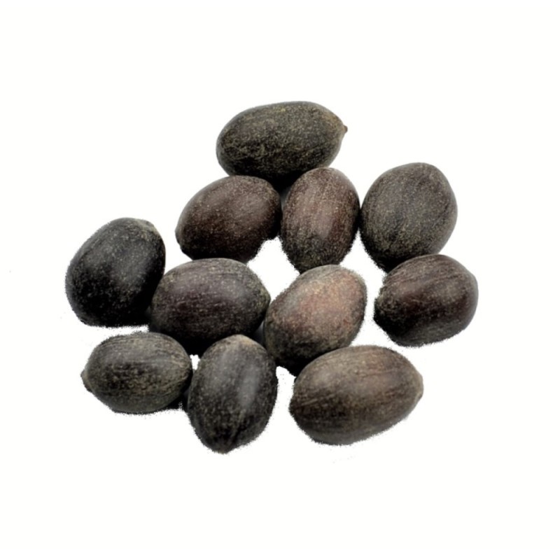 Satvik Natural Raw Kamal Gatta (Lotus Seeds) for Prayers 22pcs