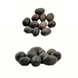 Satvik Natural Raw Kamal Gatta (Lotus Seeds) for Prayers 22pcs