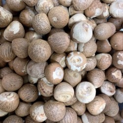 Satvik Whole Pooja Supari (Betel Nut Whole ) 20 (Pcs) for Prayer