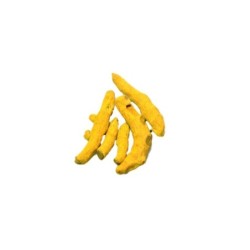 Satvik Pooja Haldi Whole (Prayer Turmeric) of Pooja Haldi for Prayer