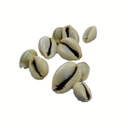 Satvik Spiritual Kaudi Conch (Shell/sacred Shankh), of 22 Pcs