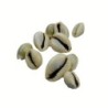Satvik Spiritual Kaudi Conch (Shell/sacred Shankh), of 22 Pcs